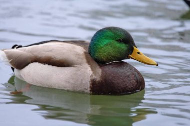 2025 gölündeki ördekler