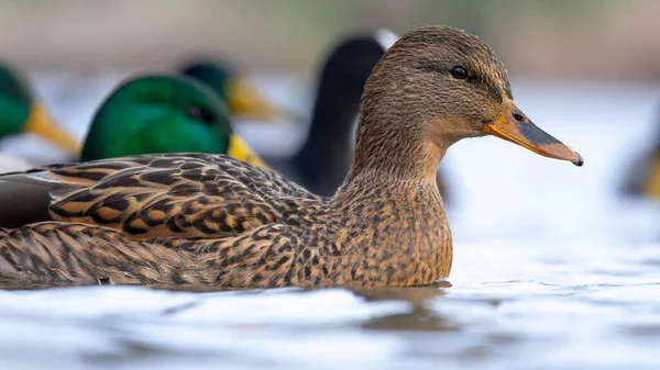 2025 gölündeki ördekler