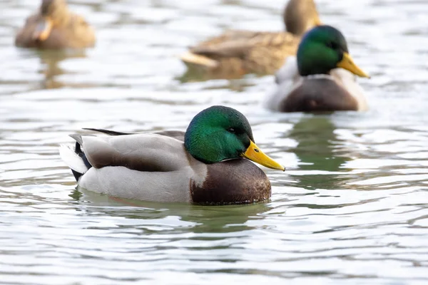 2025 gölündeki ördekler