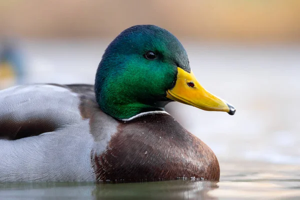 2025 gölündeki ördekler