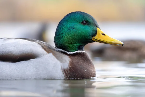 2025 gölündeki ördekler