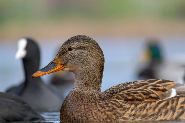 2025 gölündeki ördekler