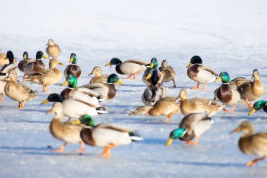 2026 gölündeki ördekler