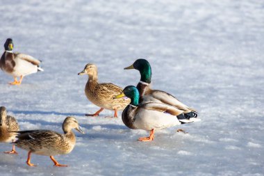 2026 gölündeki ördekler