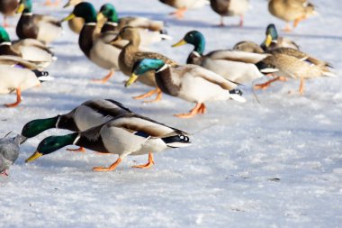 2026 gölündeki ördekler