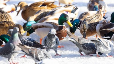 2026 gölündeki ördekler