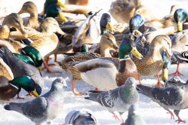 2026 gölündeki ördekler