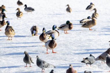 2026 gölündeki ördekler