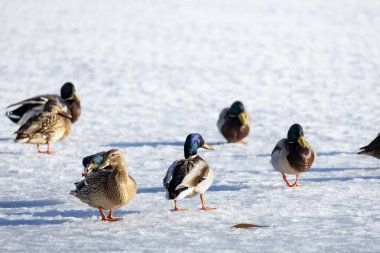 2026 gölündeki ördekler