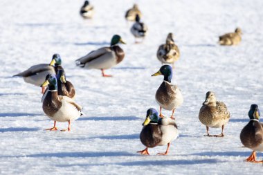 2026 gölündeki ördekler