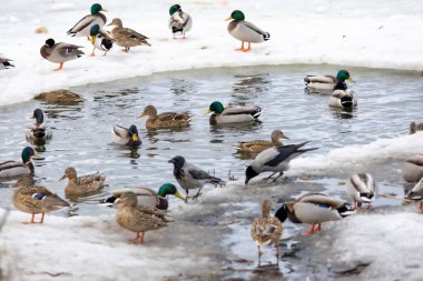 2026 gölündeki ördekler