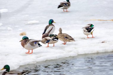 2026 gölündeki ördekler