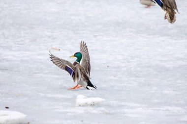 2026 gölündeki ördekler