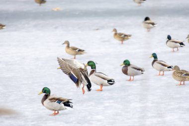 2026 gölündeki ördekler