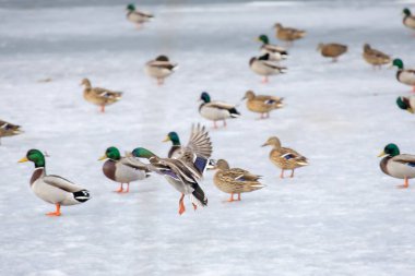 2026 gölündeki ördekler