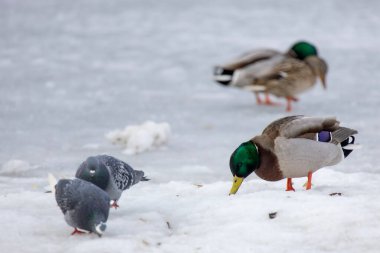 2026 gölündeki ördekler