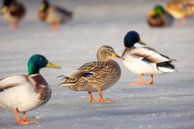 2026 gölündeki ördekler