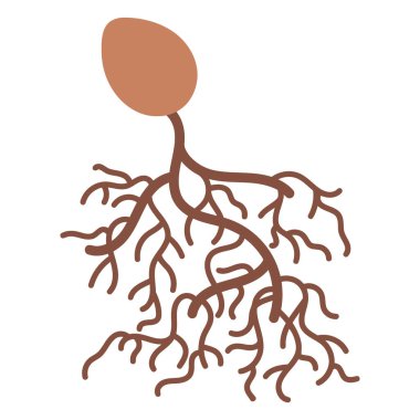 Basitleştirilmiş, stilize edilmiş bir illüstrasyon kahverengi oval bir tohumu ve tabandan çıkan dallanan kahverengi kökleri gösteriyor..