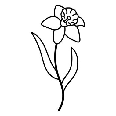 Bir nergisin minimalist çizimi. Özgün trompeti ve taç yaprakları beyaz arka planda..
