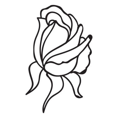 Bir gül tomurcuğunun gelişmekte olan taç yapraklarını ve sepallerini gösteren basit, siyah beyaz çizgili bir çizim..