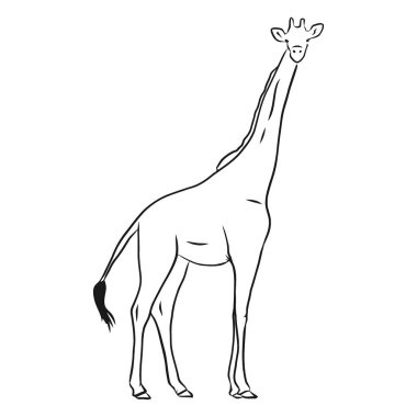 Boynu uzamış bir zürafanın minimalist siyah beyaz çizgisi..