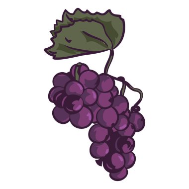 Şekil verilmiş, elle çizilmiş bir çizim, tek bir yeşil yaprakla sarmaşıktan sarkan olgun, koyu mor üzümleri tasvir eder..
