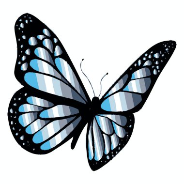 Yanardöner mavi ve gümüş kanatlı güzel bir kelebek. Karmaşık siyah lekeler ve beyaz bir arka planı var..