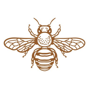 Genişlemiş kanatları olan bir bal arısının stilize edilmiş, detaylı çizimi, beyaz bir arka plana karşı sıcak, topraksı bir tonda sunuluyor..