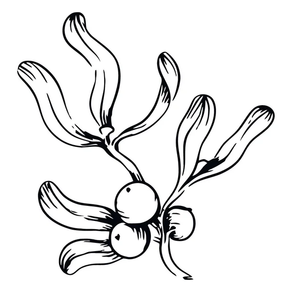 Ökseotu filizinin el çizimi. Karakteristik yaprakları ve küçük yuvarlak böğürtlenleri var. Klasik mürekkep ana hatlarıyla çizilmiş..