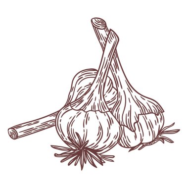 Sarımsak ve sarımsak vektör çizimi. el çizimi resimleme