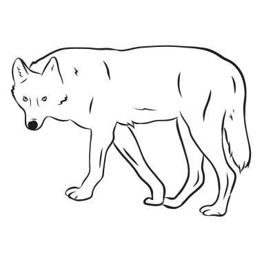 Kurt, vahşi hayvan, siyah beyaz çizimler.