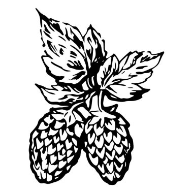 ananas vektör çizimi, el çizimi meyve.