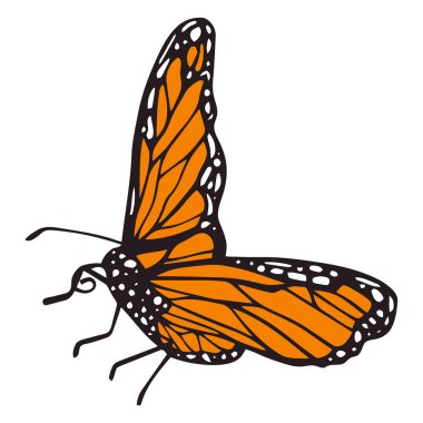 Çizgili desenli bir kelebek. vektör illüstrasyonu