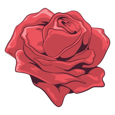 Kırmızı gül çiçeği vektörü izole edildi