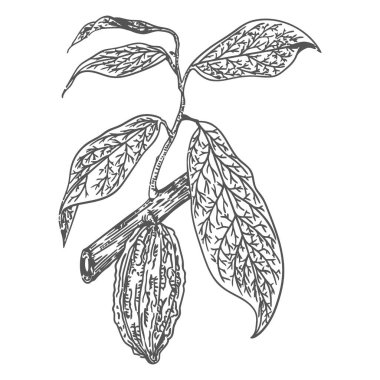 branch with leaves, vector illustration