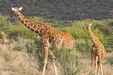 Kenya Samburu 'nun vahşi doğasında yeniden ele geçirilmiş zürafalar.