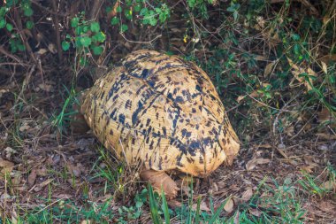 Kaplumbağa (Stigmochelys pardalis) doğal ortamda, muhtemelen Afrika 'da. Orman