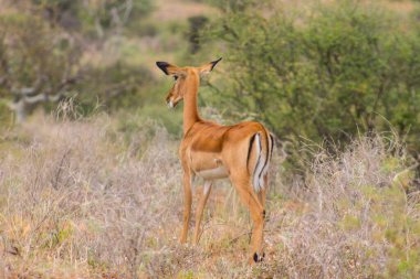 Vahşi doğada dişi bir zürafa.