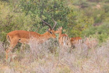 Afrika bozkırlarında dişi sürüsüyle erkek bir Impala.