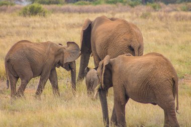 Afrika filleri, ulusal bir parkın içindeki kuru, çimenli bir bozkırda duruyor.