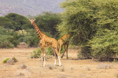 Samburu Ulusal Rezervinde Zürafalar, Kenya