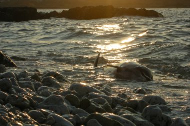 dolphin dead sea ocean nature pollution kill mortal sunset clipart
