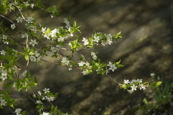 Árbol floreciente de primavera río rápido — Foto de Stock