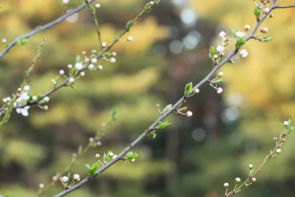 Frühling, Blütenbaum über der Natur Hintergrund — Stockfoto