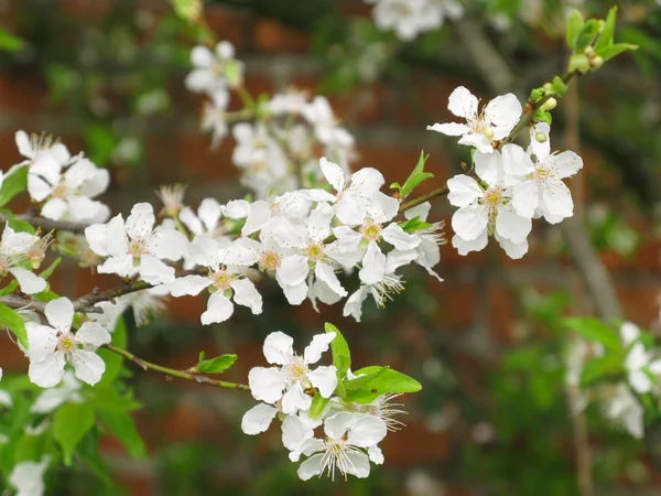 Frühling, Blütenbaum über der Natur Hintergrund — Stockfoto