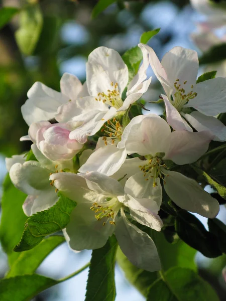 Весна, квітуче дерево над тлом природи — стокове фото