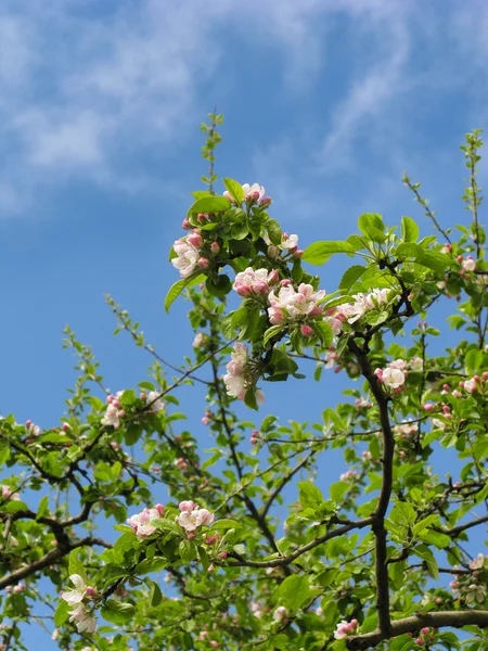 Spring, Blossom tree over blue sky, background — Stock Photo, Image