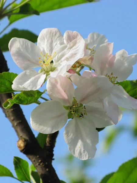 Весна, квітуче дерево над блакитним небом, фон — стокове фото