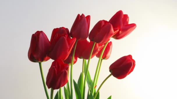 Tulipa timelapse planta de crescimento de flores do jardim aberto — Vídeo de Stock