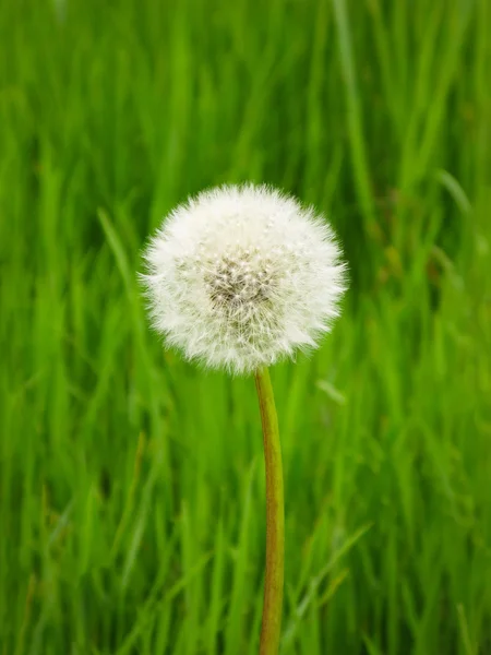 Paardebloem, enkelvoudige bloem, groene achtergrond, lente — Stockfoto